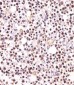 Histone H3 Antibody